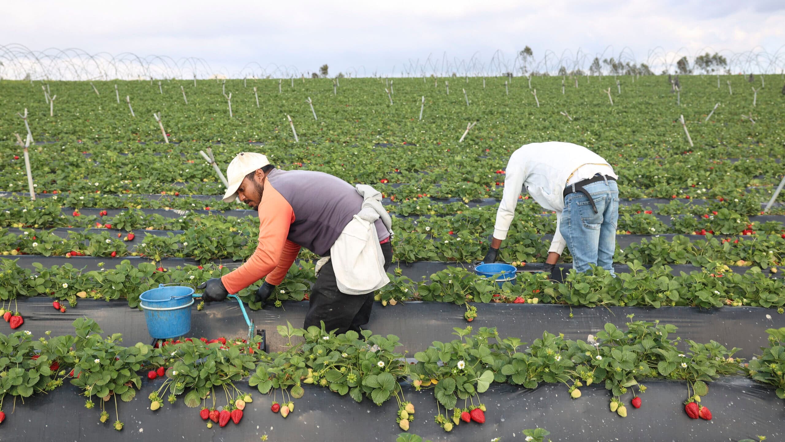 Government announces 20 million to support fertiliser and energy costs and 60 million for irrigation