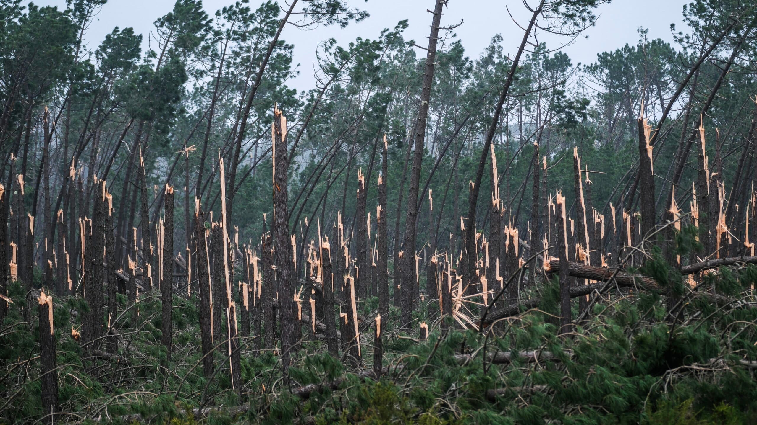 Brussels approves 250 million in state aid for the forestry sector in Portugal