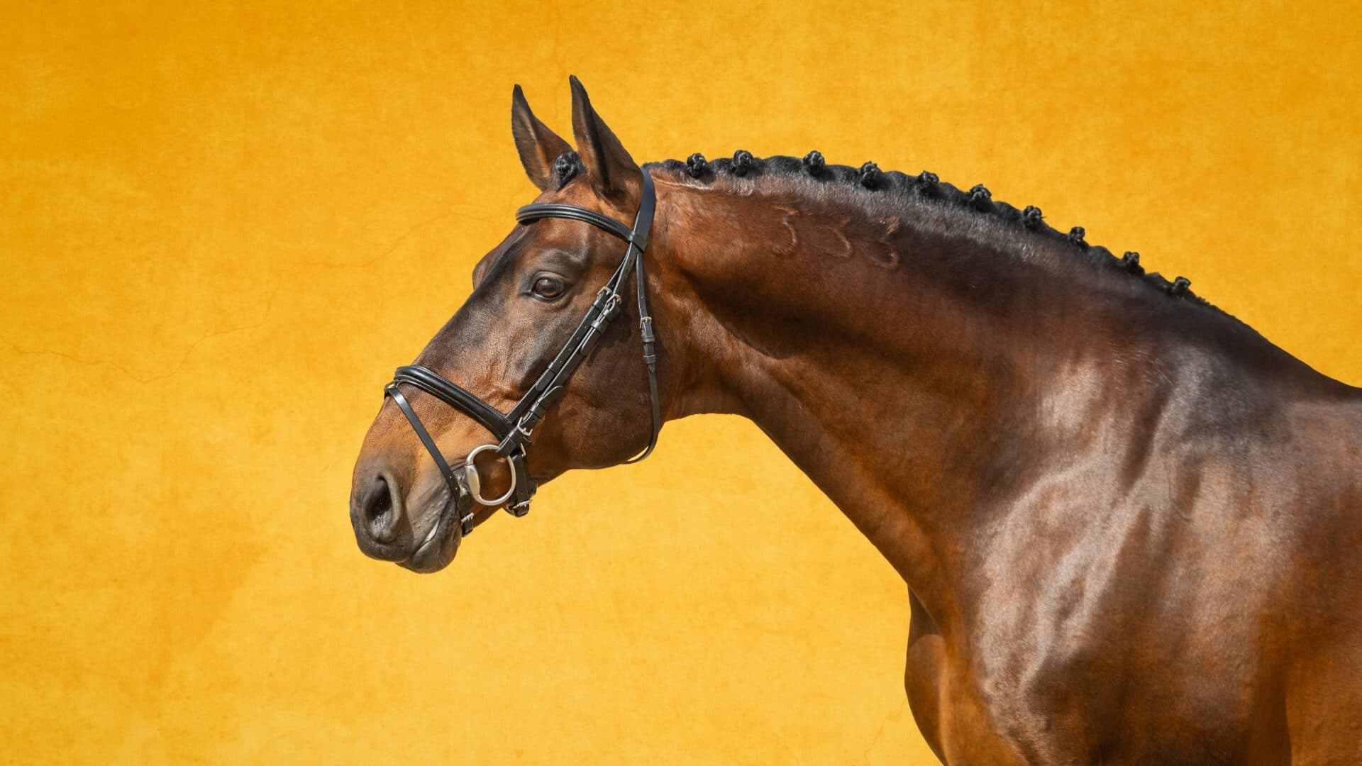 Alter do Chão Stud Farm auctions 21 purebred Lusitanos and two purebred Arabians