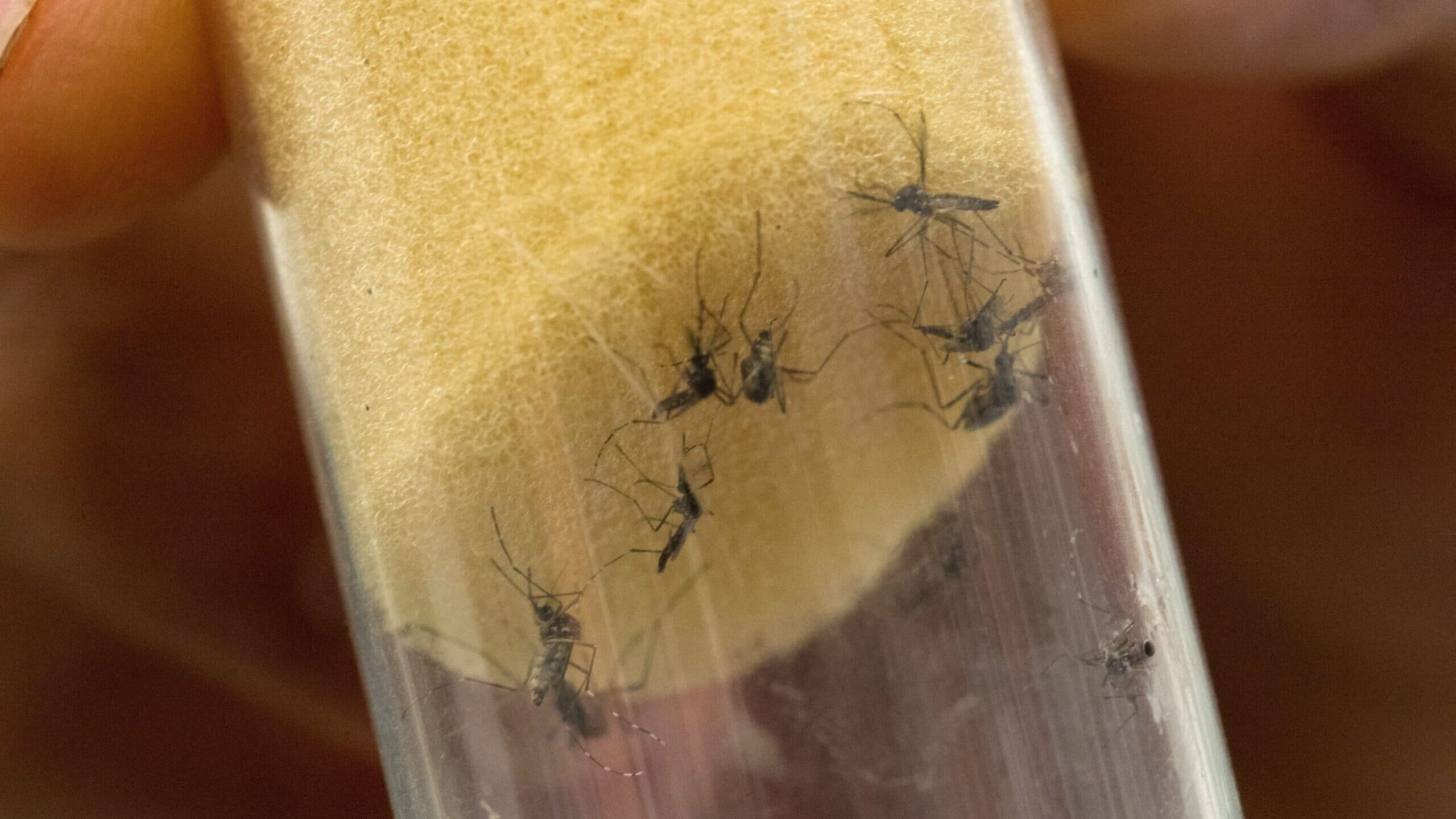 Dengue-transmitting mosquito detected in 28 municipalities