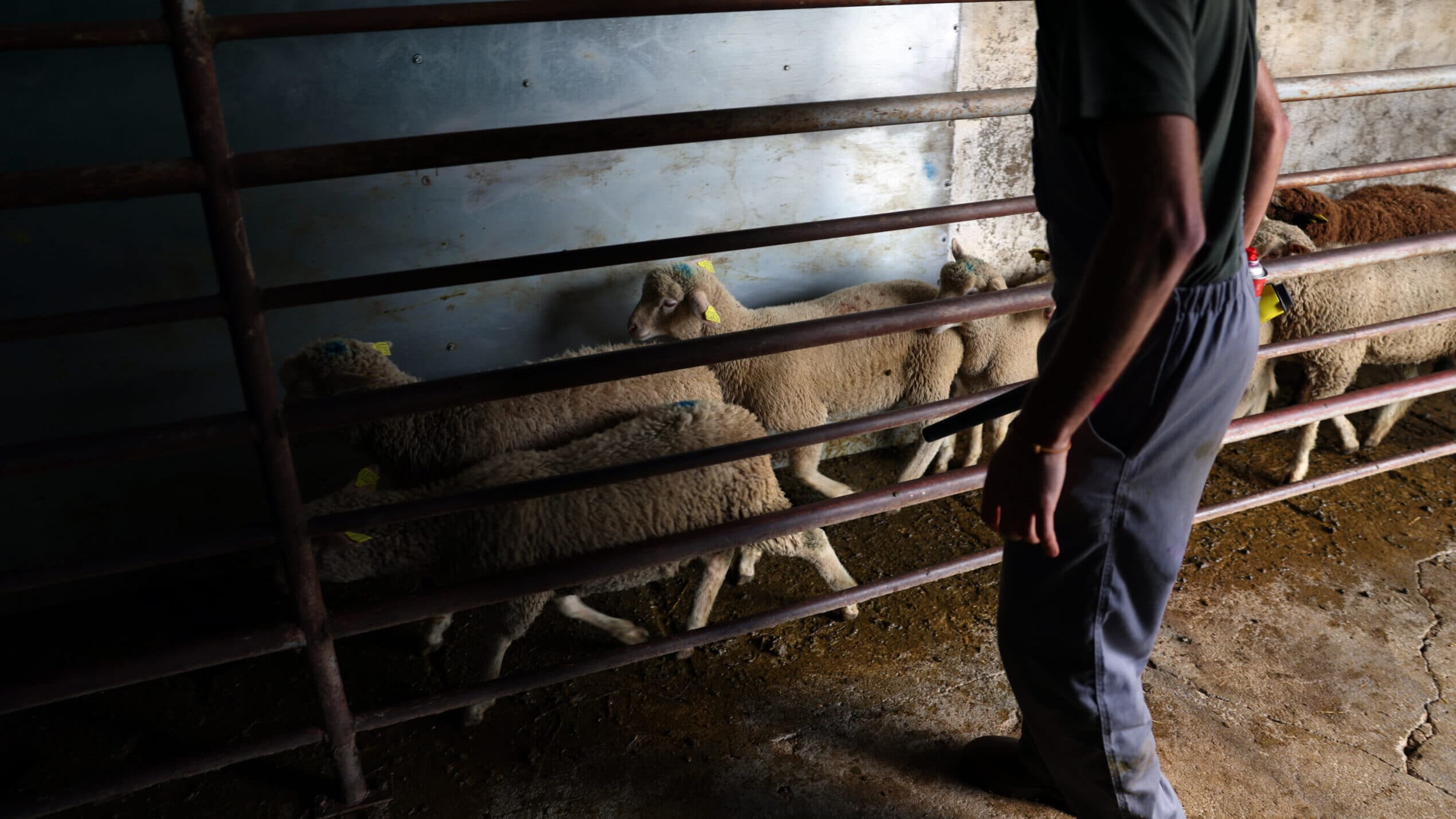 Price of lamb produced in Alentejo falls slightly this Easter