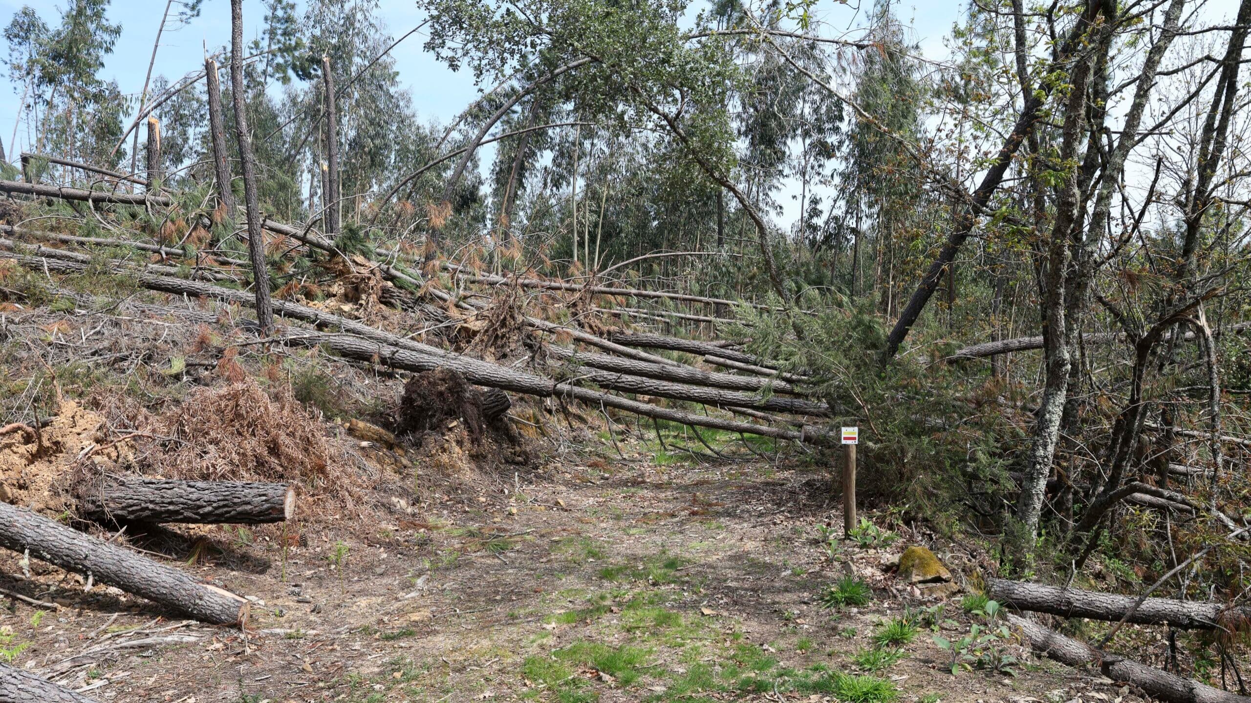 Bad weather: Leiria National Forest to sell fallen trees at public auction and create a memorial