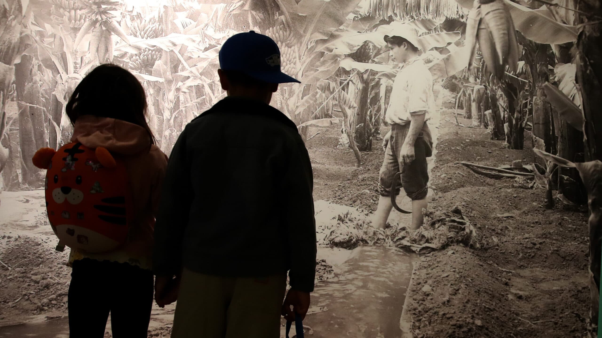 The fruit that became a trademark of Madeira and has its own museum