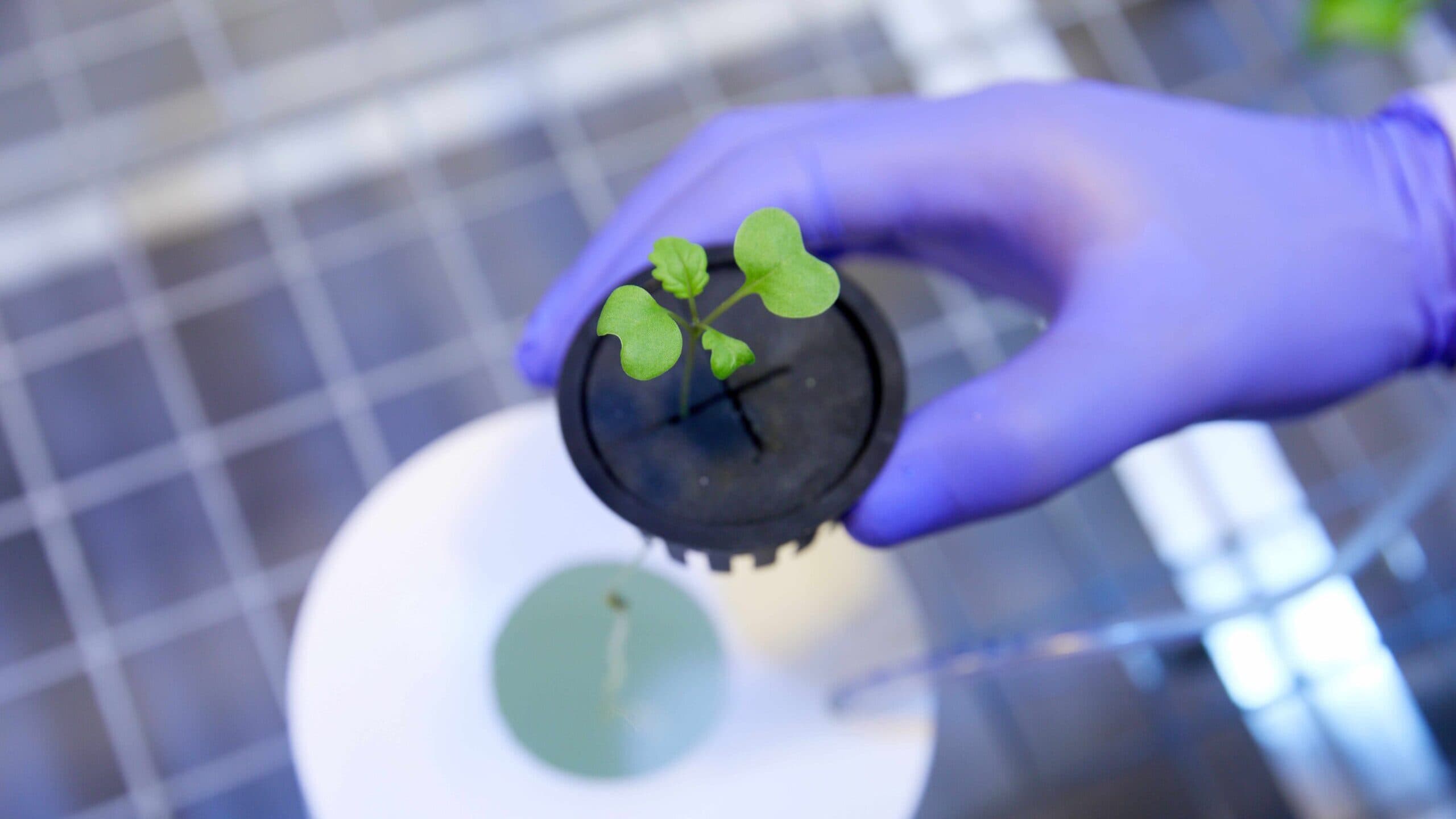 Three Portuguese agricultural innovation projects compete for 300,000 euro funding