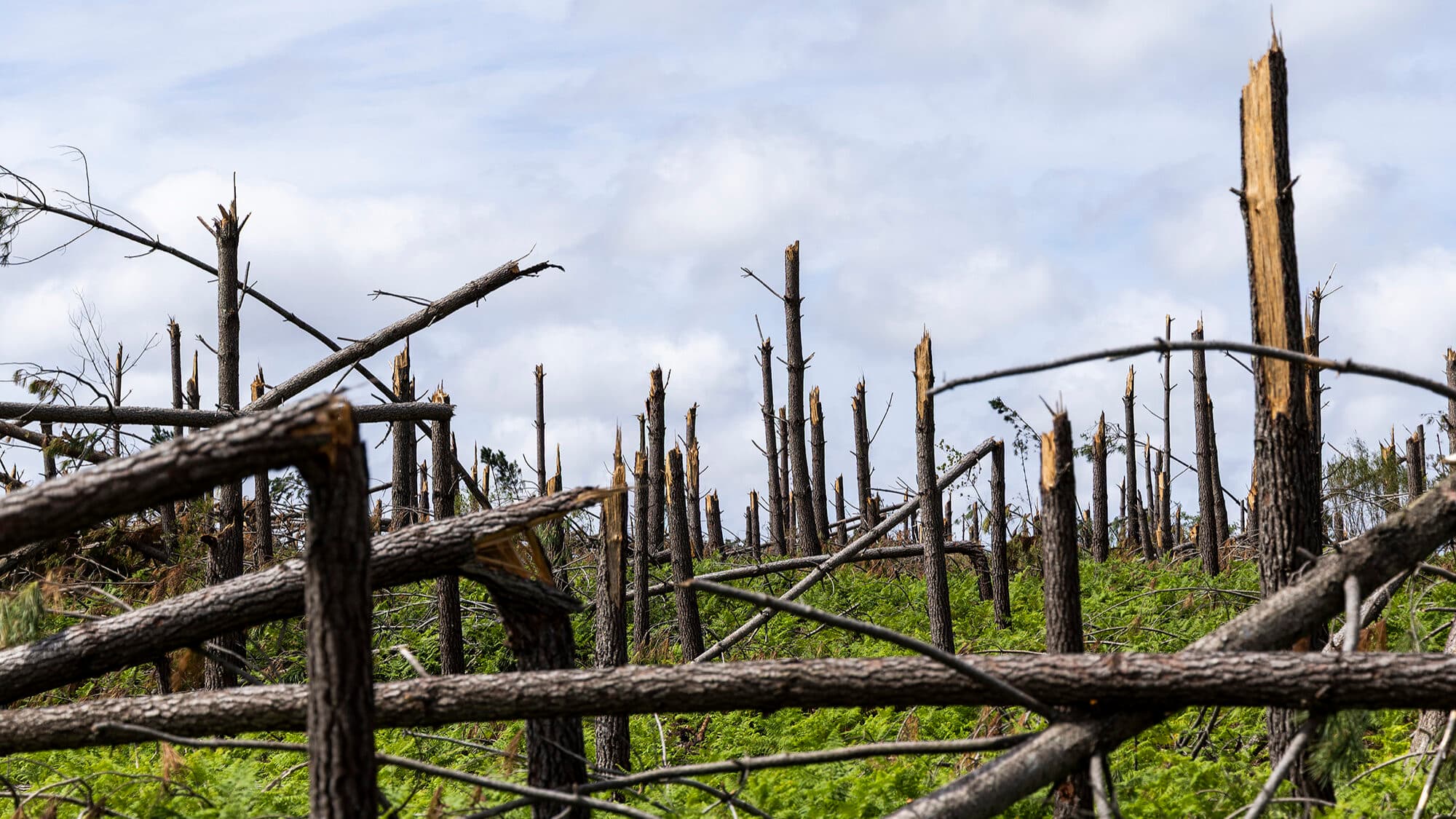 Municipalities managing landscape operations to receive 30 million euros in the coming days