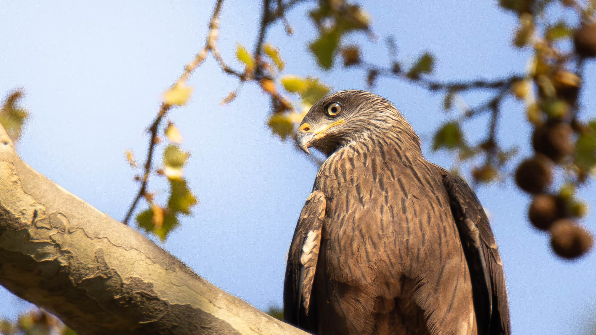 Municipality and University of Coimbra involve community in the enhancement of natural heritage