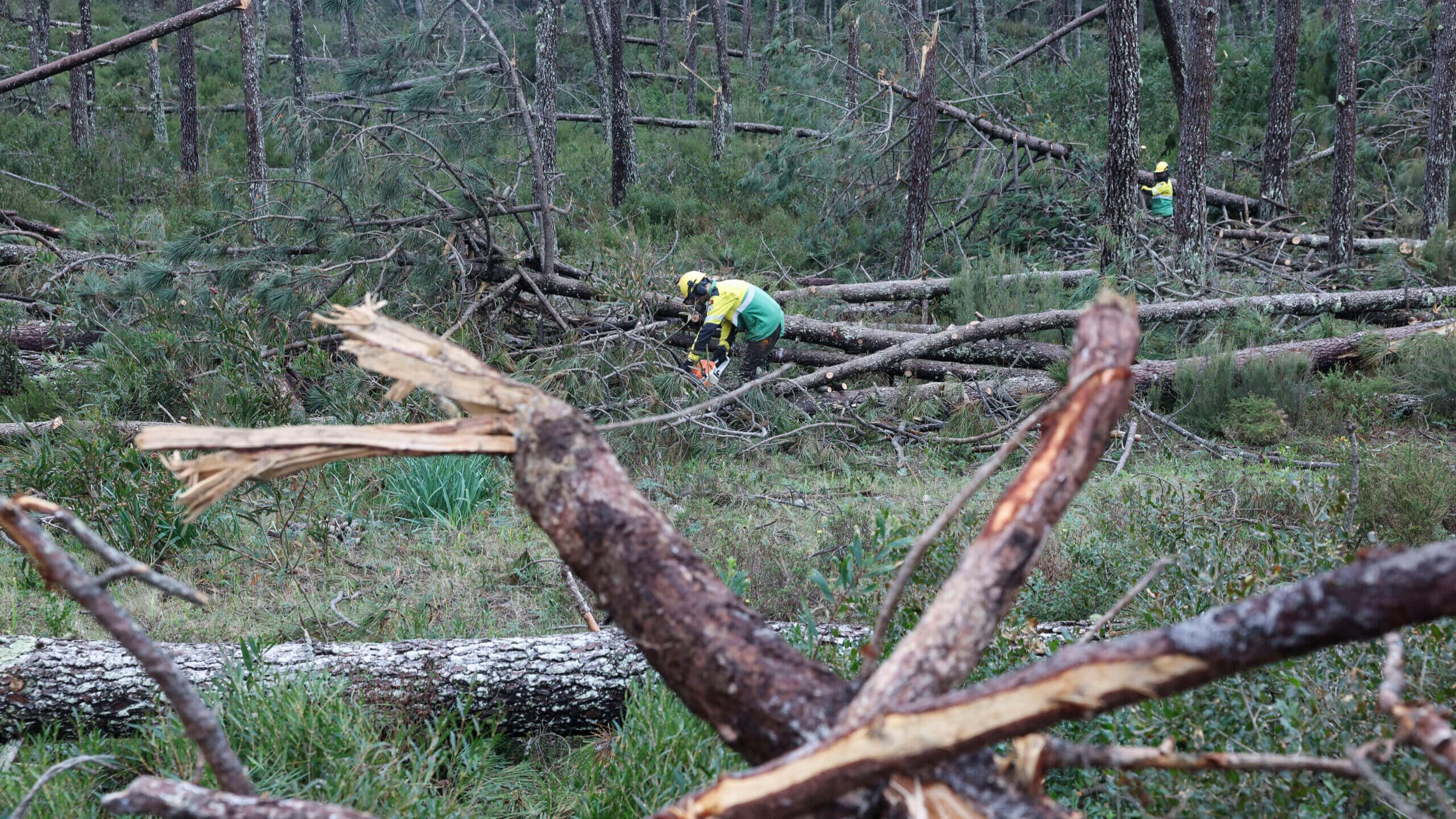Government admits bureaucracy will delay forest clearing