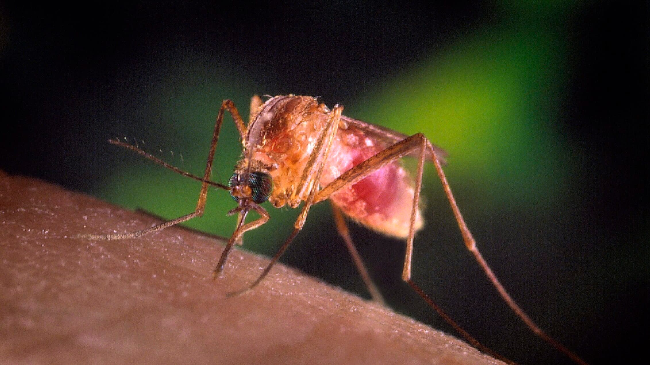Spain declares state of alert in two Andalusian municipalities due to West Nile virus