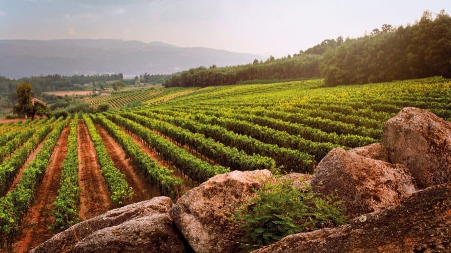 Agri-food and beverage industry exports to Brazil soar 25% through July