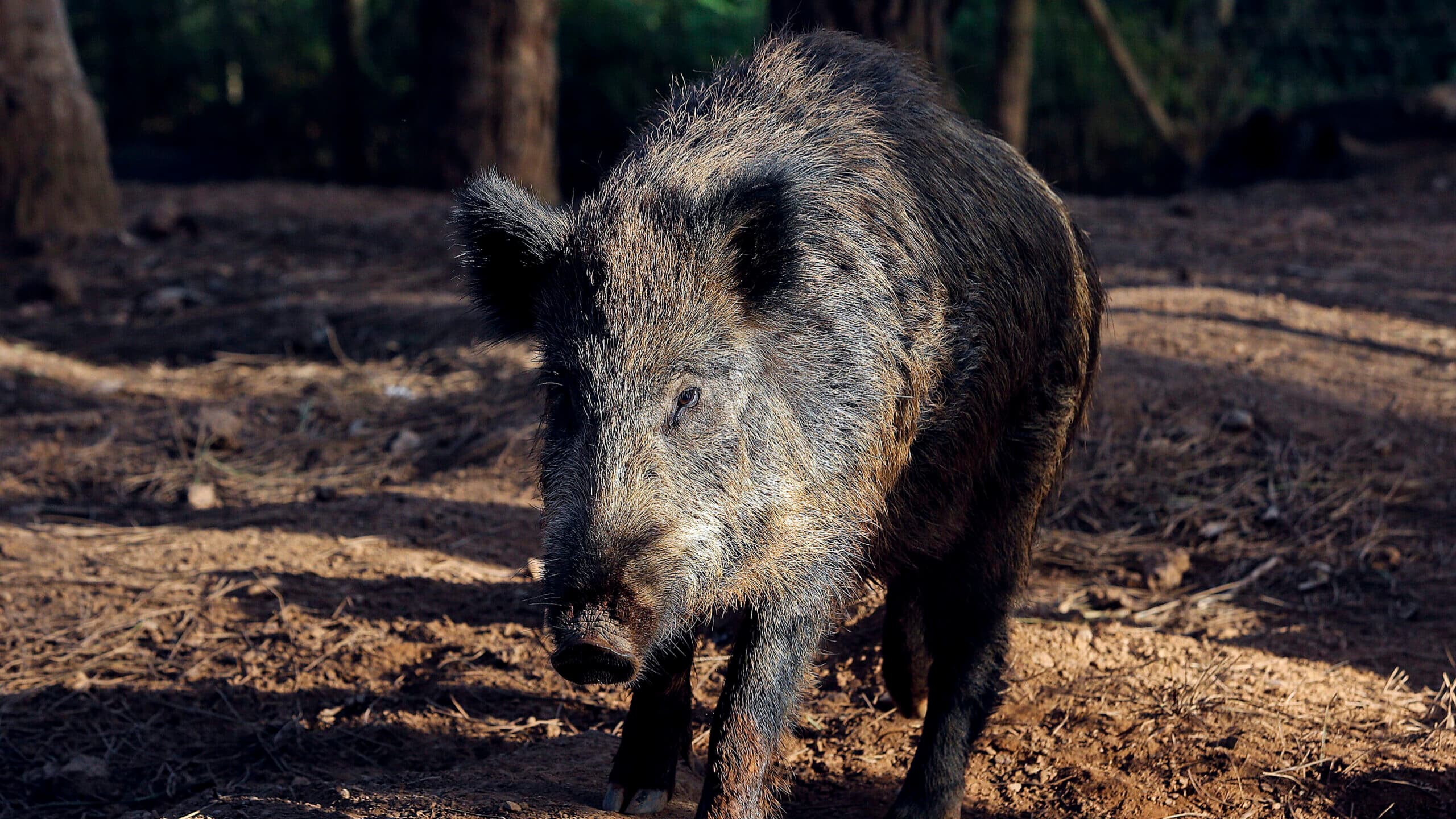 Government to launch pilot project for wild boar control in October