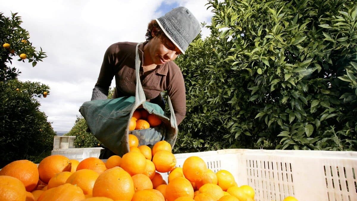 Algarve producers ‘plant’ half-a-million-euro laboratory for citrus fruits “with feet in the orchard”
