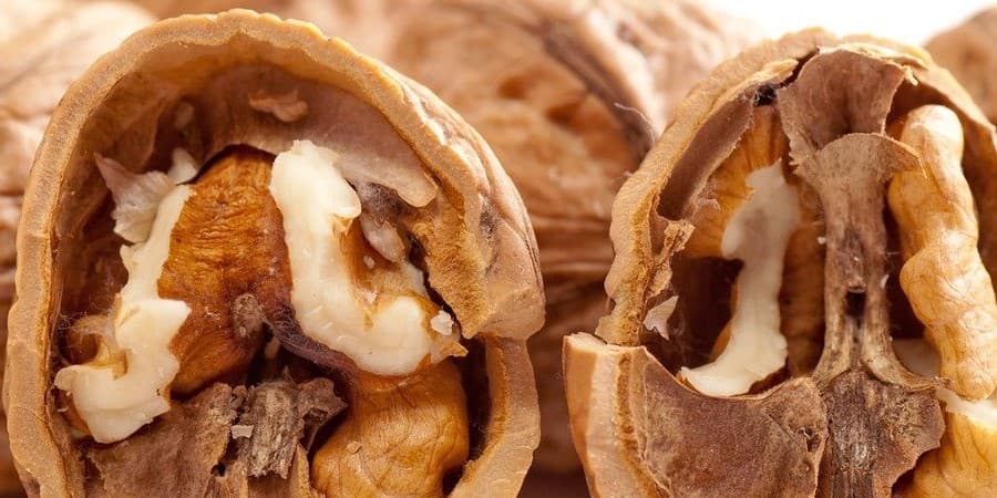 Dried Fruit Promotion Association hosts the 5th Portugal Nuts Congress
