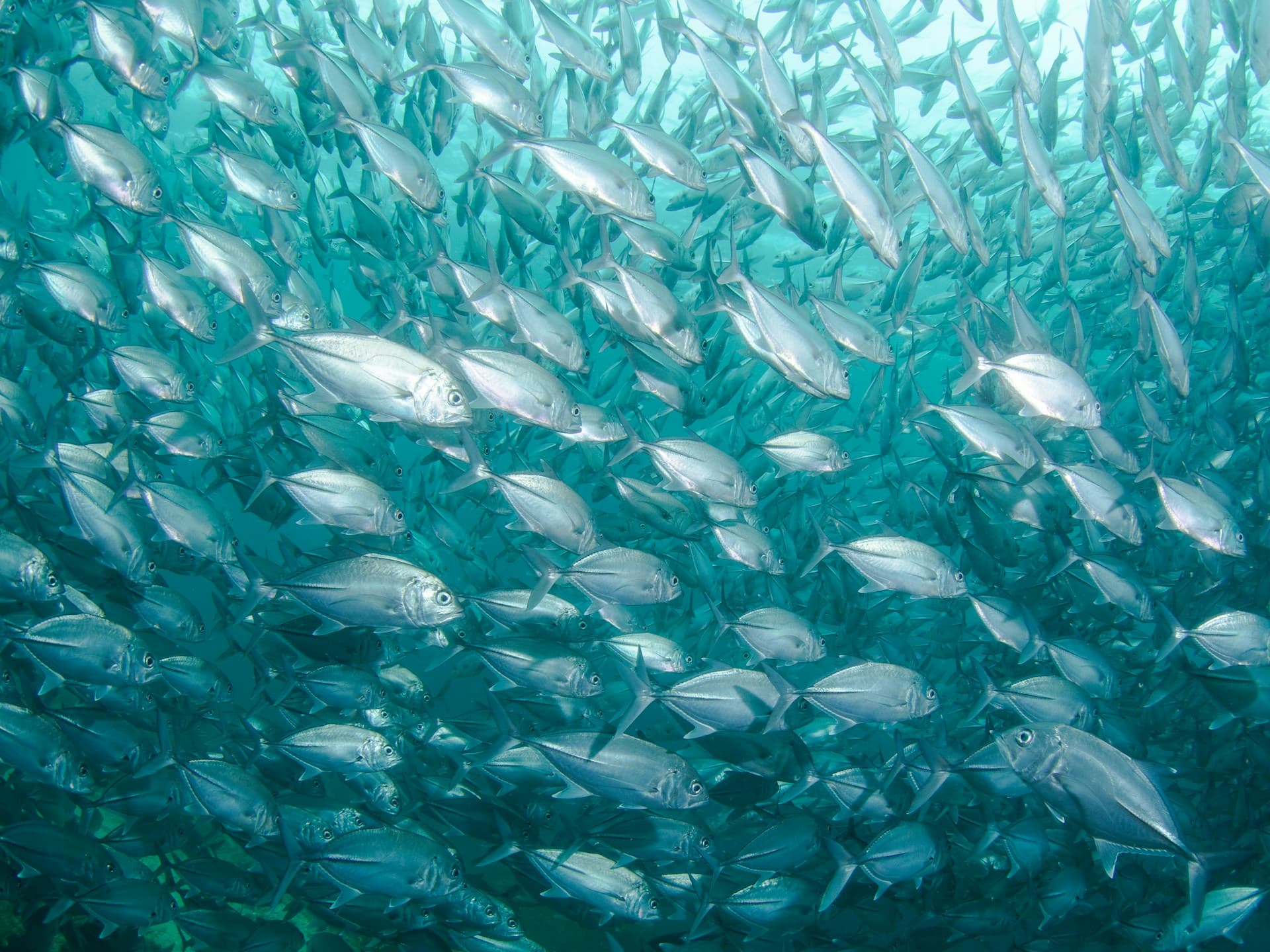 GEOTA warns of “alarming” decline in migratory fish in Portugal