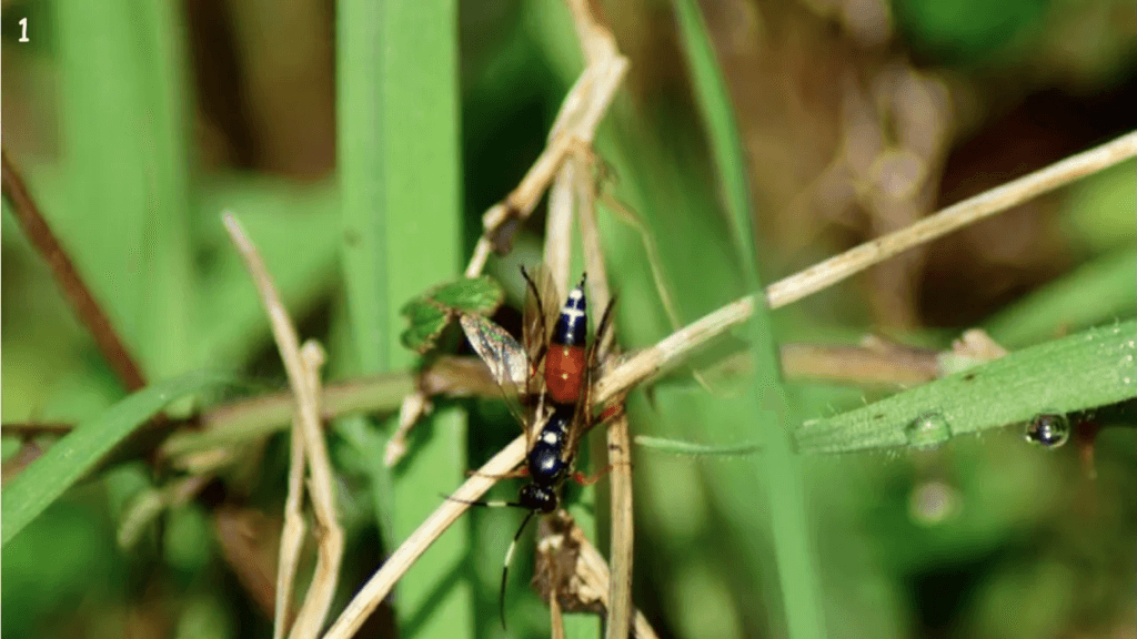 Researcher records wasp species in Portugal for the first time