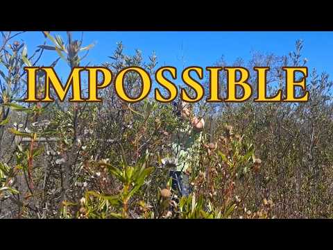 How We Cleared 15 Acres of Overgrown Land in Portugal