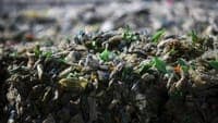 Waste collection worker in Horta suffers severe acid burns
