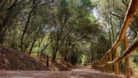 From Monsanto to Tapada da Ajuda: Lisbon closes forest areas due to fire risk