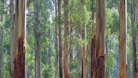 Forestry: Portugal to source insects from the other side of the world to save 3 billion euros per year in exports