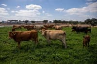 Prepare for changes to poultry, pork, beef, sugar, cheese, rice, honey, maize, sweetcorn, milk powder, etc.