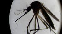Mosquito that transmits dengue, Zika and chikungunya detected in Castelo Branco