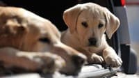 For Richie 'the fault lies with the Chihuahua', while Vanessa followed in her grandmother's footsteps. We went looking for good examples in animal breeding