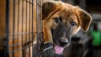 European Union updates rules for pet travel
