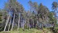"I saw sheets and roof tiles flying through the air and everything, tree branches." Extreme wind phenomenon destroyed roofs and broke trees in a village in Vinhais