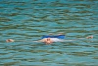 Swimming advised against at Penacova and Coimbra beaches due to resin spill on the IP3