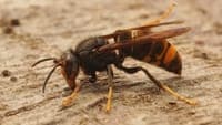 Man dies after being stung by an Asian hornet during the grape harvest in Felgueiras