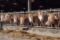 Foot-and-mouth disease worsens in Europe and DGAV calls for increased prevention