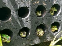 From saunas to medicinal baths: how scientists are fighting the chytrid fungus - a global plague killing amphibians