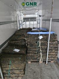 GNR seized about a tonne of oysters in Ílhavo