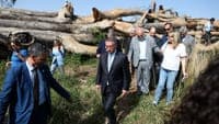 "There are 100,000 cubic metres of fallen timber": Leiria to sell fallen trees at public auction and create a memorial