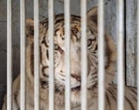 Portugal's last circus tiger delivered to Spanish sanctuary