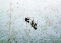 Spider from the genus that inspired Spider-Man is one of six new species discovered in Alentejo