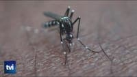 Dengue mosquito already detected in 28 municipalities