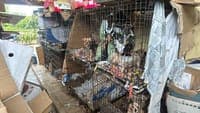More than 300 dogs rescued from 'puppy mill' in Amarante. They were living among faeces and in cages to be sold