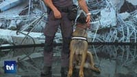 Jack is a GNR dog ready to head to Venezuela to assist in search and rescue