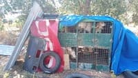 "They spent half an hour drinking water after being rescued": Dog breeder and wife identified as suspects for animal abuse following transfer of dogs from Montemor-o-Novo to Palmela