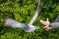 Newcastle disease: pigeon hunting and bird fairs banned in the Azores