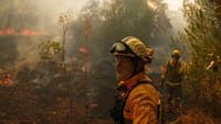 Artificial intelligence created that predicts the most dangerous forest fires up to 16 days in advance