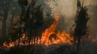 Wildfires in France: around 3,000 Portuguese citizens and people of Portuguese descent moved to reception centres
