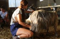 The Happy Shepherdesses against the fire. These "influencers" eat everything and leave nothing behind