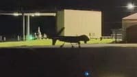 CNN Portugal Exclusive: One of the deadliest US drones makes a technical stop at Lajes