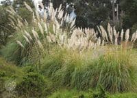 Planted in gardens and placed in vases, this plant is one of the most dangerous to health and has already invaded more than 200 municipalities