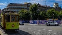 Porto City Council orders 'urgent felling' of 19 trees in Aliados, following August fall that left three injured