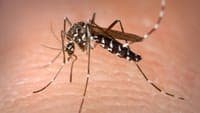 Tiger mosquito detected in Braga and Amares but no cases of disease transmission reported