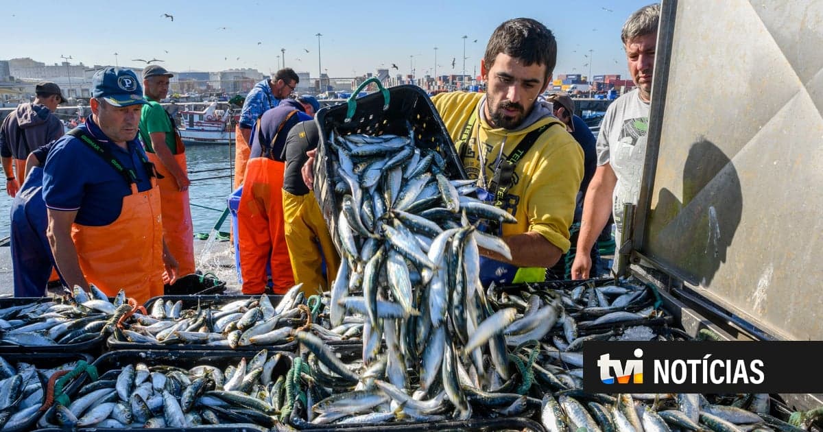 Almost five months later, sardine fishing is allowed again in Portugal (but with limits)