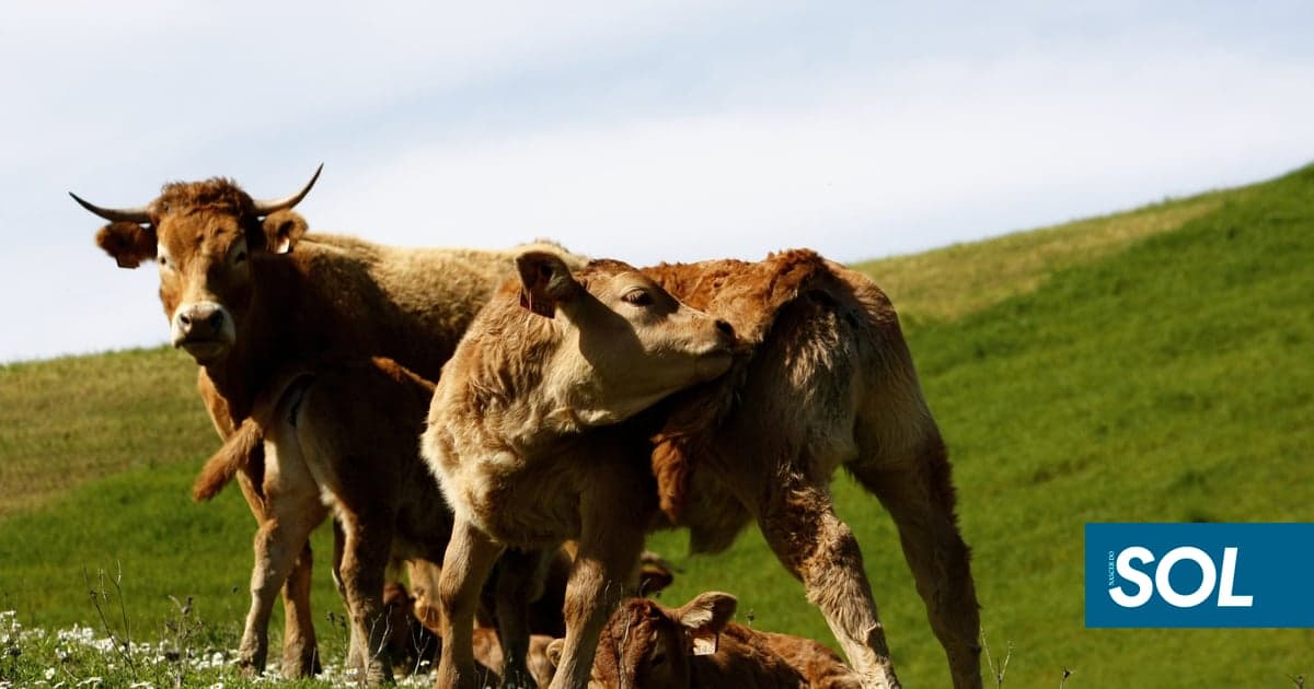 Shamonda virus confirmed in Portugal. Learn about the risks to cattle and sheep