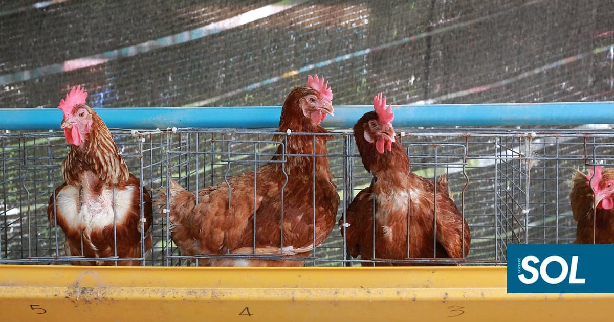 Portugal returns to the list of countries authorised to export poultry to Japan